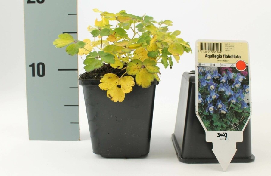 Ancolie naine Aquilegia flabellata 'Ministar' 5-10 Pot 9x9 cm (P9) Aquilegia flabellata 'Ministar'
