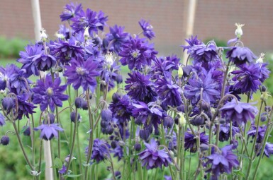 Ancolie commune Aquilegia vulgaris 'Black Barlow' 5-10 Pot 9x9 cm (P9)