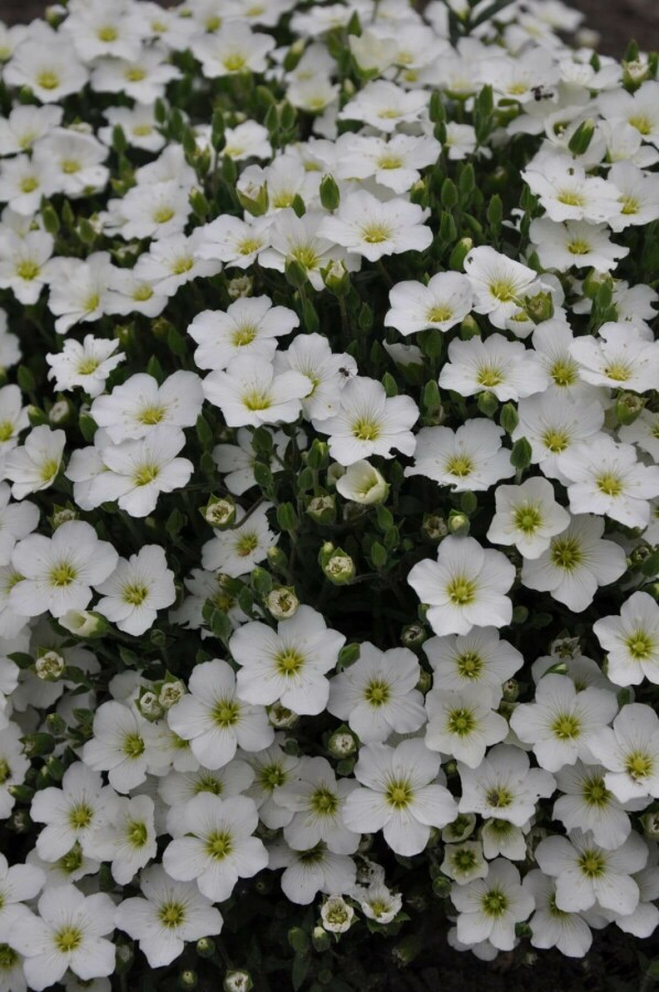 Sabline des montagnes Arenaria montana 5-10 Pot 9x9 cm (P9) Arenaria montana