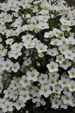 Sabline des montagnes Arenaria montana 5-10 Pot 9x9 cm (P9) Arenaria montana