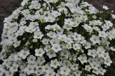 Sabline des montagnes Arenaria montana 5-10 Pot 9x9 cm (P9) Arenaria montana