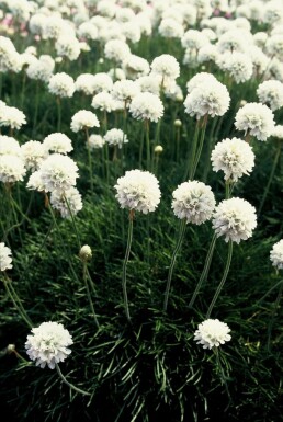 Armeria maritima 'Alba'