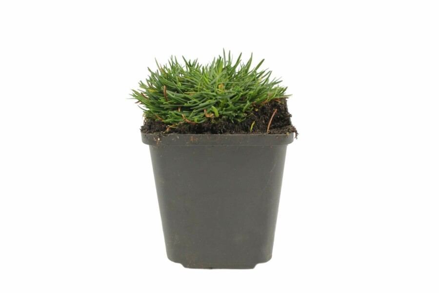 Armérie maritime Armeria maritima 'Splendens Perfecta' 5-10 Pot 9x9 cm (P9) Armeria maritima 'Splendens Perfecta'