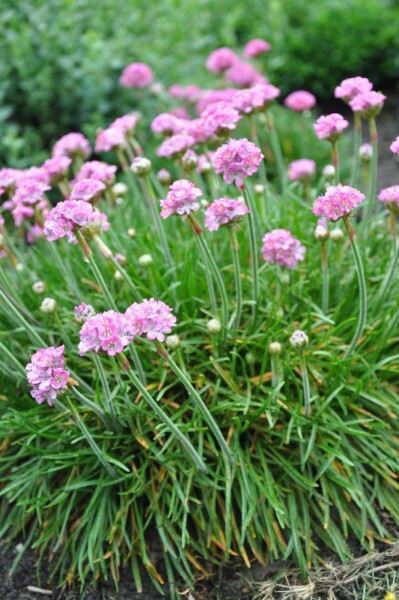 Armérie maritime Armeria maritima 'Splendens Perfecta' 5-10 Pot 9x9 cm (P9) Armeria maritima 'Splendens Perfecta'