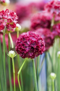 Armérie fausse armérie Armeria pseudarmeria 'Ballerina Red' 5-10 Pot 9x9 cm (P9) Armeria pseudarmeria 'Ballerina Red'