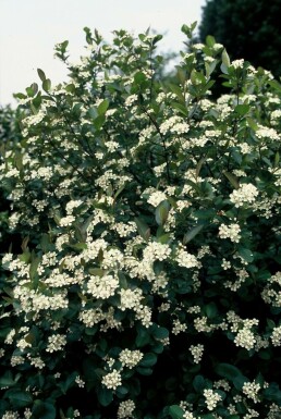 Aronie à fruits noirs Aronia melanocarpa Arbuste 40-50 Pot 2 l (C2)