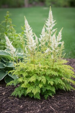 Barbe de bouc Aruncus aethusifolius 'Noble Spirit' 5-10 Pot 9x9 cm (P9) Aruncus aethusifolius 'Noble Spirit'