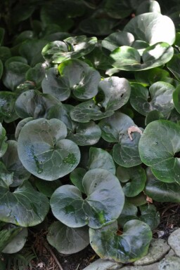 Asaret d'Europe Asarum europaeum 5-10 Pot 9x9 cm (P9)