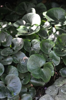 Asaret d'Europe Asarum europaeum 5-10 Pot 9x9 cm (P9) Asarum europaeum