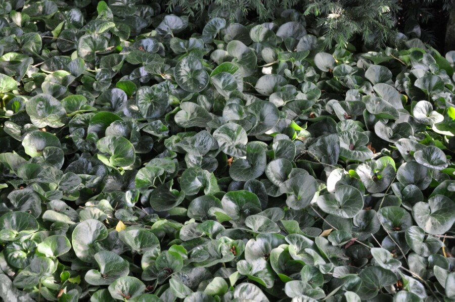 Asaret d'Europe Asarum europaeum 5-10 Pot 9x9 cm (P9) Asarum europaeum