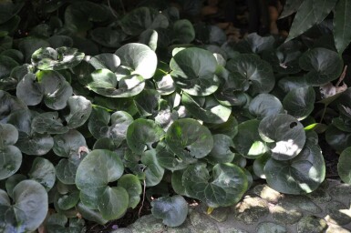 Asaret d'Europe Asarum europaeum 5-10 Pot 9x9 cm (P9) Asarum europaeum