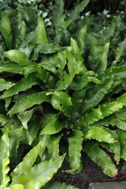 Doradille scolopendre Asplenium scolopendrium 5-10 Pot 9x9 cm (P9)