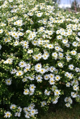 Aster Aster ageratoides 'Ashvi' 5-10 Pot 9x9 cm (P9) Aster ageratoides 'Ashvi'