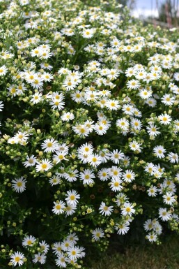 Aster Aster ageratoides 'Ashvi' 5-10 Pot 9x9 cm (P9)