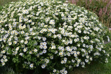 Aster Aster ageratoides 'Ashvi' 5-10 Pot 9x9 cm (P9) Aster ageratoides 'Ashvi'