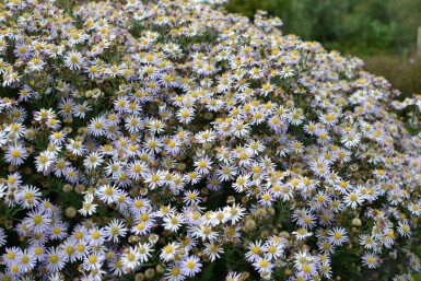 Aster Aster ageratoides 'Asran' 5-10 Pot 9x9 cm (P9) Aster ageratoides 'Asran'