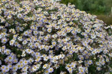 Aster Aster ageratoides 'Asran' 5-10 Pot 9x9 cm (P9)