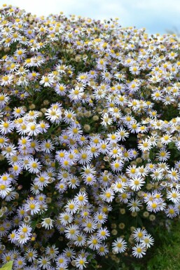 Aster Aster ageratoides 'Asran' 5-10 Pot 9x9 cm (P9)