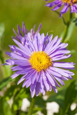 Aster des Alpes Aster alpinus 5-10 Pot 9x9 cm (P9)