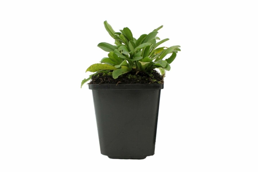 Aster des Alpes Aster alpinus 5-10 Pot 9x9 cm (P9) Aster alpinus