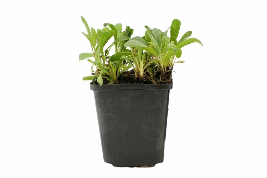 Aster des Alpes Aster alpinus 'Albus' 5-10 Pot 9x9 cm (P9) Aster alpinus 'Albus'