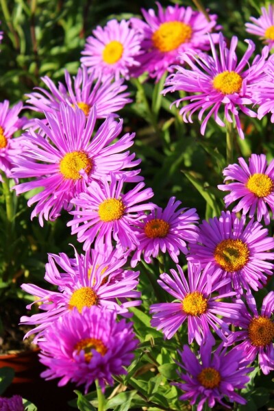 Aster des Alpes Aster alpinus 'Happy End' 5-10 Pot 9x9 cm (P9) Aster alpinus 'Happy End'