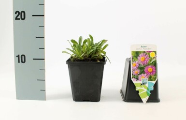 Aster des Alpes Aster alpinus 'Happy End' 5-10 Pot 9x9 cm (P9) Aster alpinus 'Happy End'