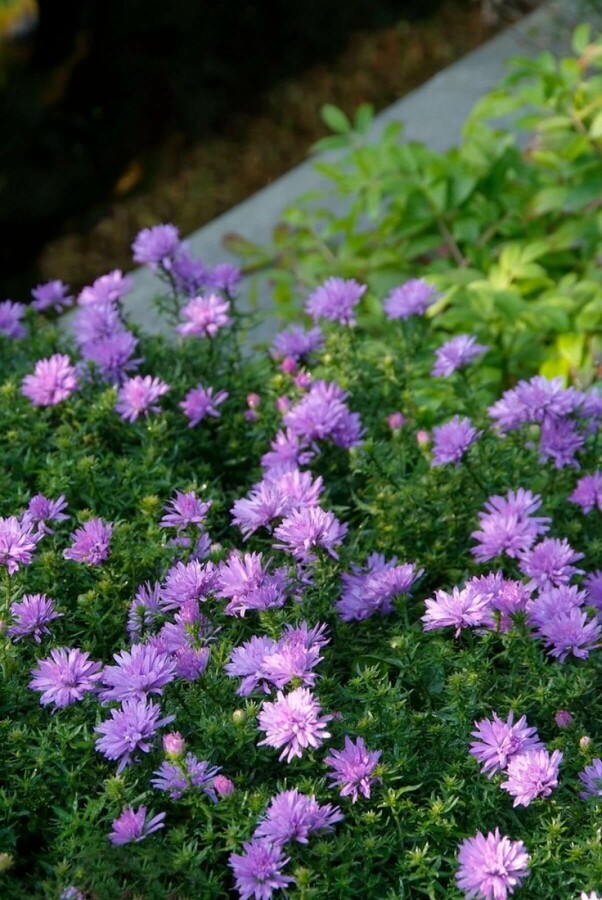 Symphyotriche buissonnant Aster dumosus 'Lady in Blue' 10-15 Pot 2 l (C2) Aster dumosus 'Lady in Blue'