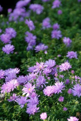 Symphyotriche buissonnant Aster dumosus 'Lady in Blue' 5-10 Pot 9x9 cm (P9) Aster dumosus 'Lady in Blue'