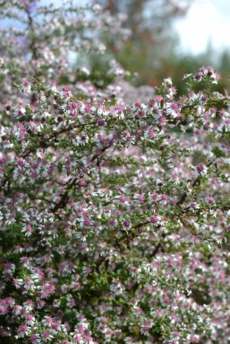 Aster lateriflorus 'Horizontalis'