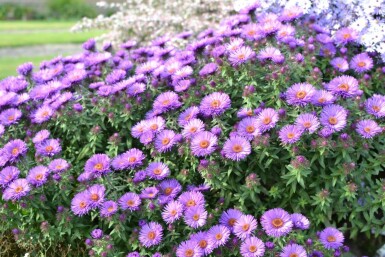 Symphyotriche de nouvelle-Angleterre Aster novae-angliae 'Purple Dome' 5-10 Pot 9x9 cm (P9) Aster novae-angliae 'Purple Dome'
