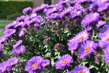 Symphyotriche de nouvelle-Angleterre Aster novae-angliae 'Purple Dome' 5-10 Pot 9x9 cm (P9) Aster novae-angliae 'Purple Dome'