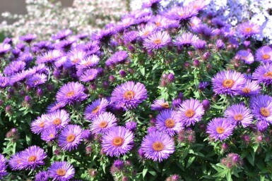 Symphyotriche de nouvelle-Angleterre Aster novae-angliae 'Purple Dome' 5-10 Pot 9x9 cm (P9)