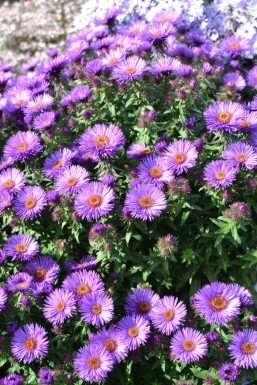 Symphyotriche de nouvelle-Angleterre Aster novae-angliae 'Purple Dome' 5-10 Pot 9x9 cm (P9) Aster novae-angliae 'Purple Dome'