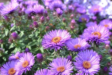 Symphyotriche de nouvelle-Angleterre Aster novae-angliae 'Purple Dome' 5-10 Pot 9x9 cm (P9) Aster novae-angliae 'Purple Dome'