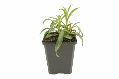 Symphyotriche de nouvelle-Belgique Aster novi-belgii 'Marie Ballard' 5-10 Pot 9x9 cm (P9) Aster novi-belgii 'Marie Ballard'