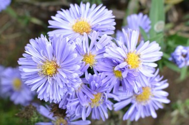 Symphyotriche de nouvelle-Belgique Aster novi-belgii 'Marie Ballard' 5-10 Pot 9x9 cm (P9)