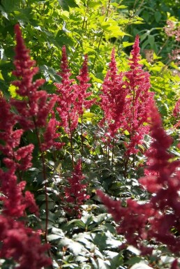Astilbe Astilbe × arendsii 'Fanal' 5-10 Pot 9x9 cm (P9) Astilbe × arendsii 'Fanal'