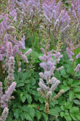 Astilbe rouge Astilbe chinensis 'Pumila' 5-10 Pot 9x9 cm (P9) Astilbe chinensis 'Pumila'