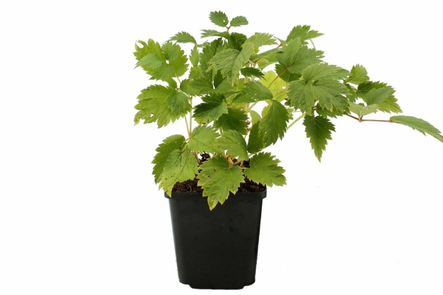 Astilbe rouge Astilbe chinensis 'Pumila' 5-10 Pot 9x9 cm (P9) Astilbe chinensis 'Pumila'