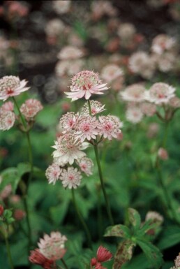 Grande astrance Astrantia major 5-10 Pot 9x9 cm (P9)