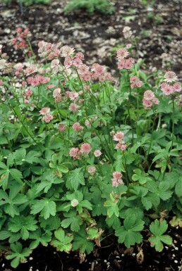 Grande astrance Astrantia major 5-10 Pot 9x9 cm (P9)