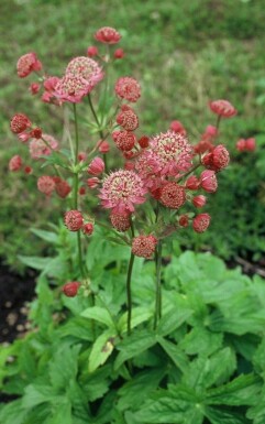 Grande astrance Astrantia major 'Lars' 5-10 Pot 9x9 cm (P9)