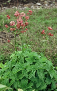 Grande astrance Astrantia major 'Lars' 5-10 Pot 9x9 cm (P9)