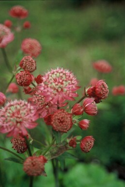 Grande astrance Astrantia major 'Lars' 5-10 Pot 9x9 cm (P9)