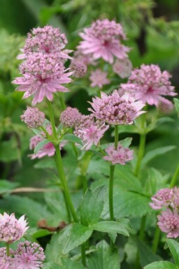 Grande astrance Astrantia major 'Pink Pride' 5-10 Pot 9x9 cm (P9)