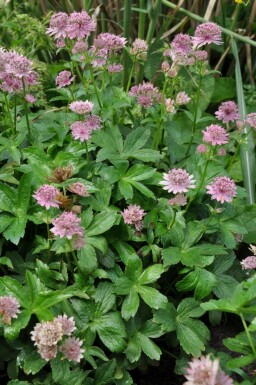 Grande astrance Astrantia major 'Pink Pride' 5-10 Pot 9x9 cm (P9) Astrantia major 'Pink Pride'