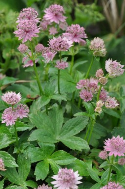 Grande astrance Astrantia major 'Pink Pride' 5-10 Pot 9x9 cm (P9) Astrantia major 'Pink Pride'