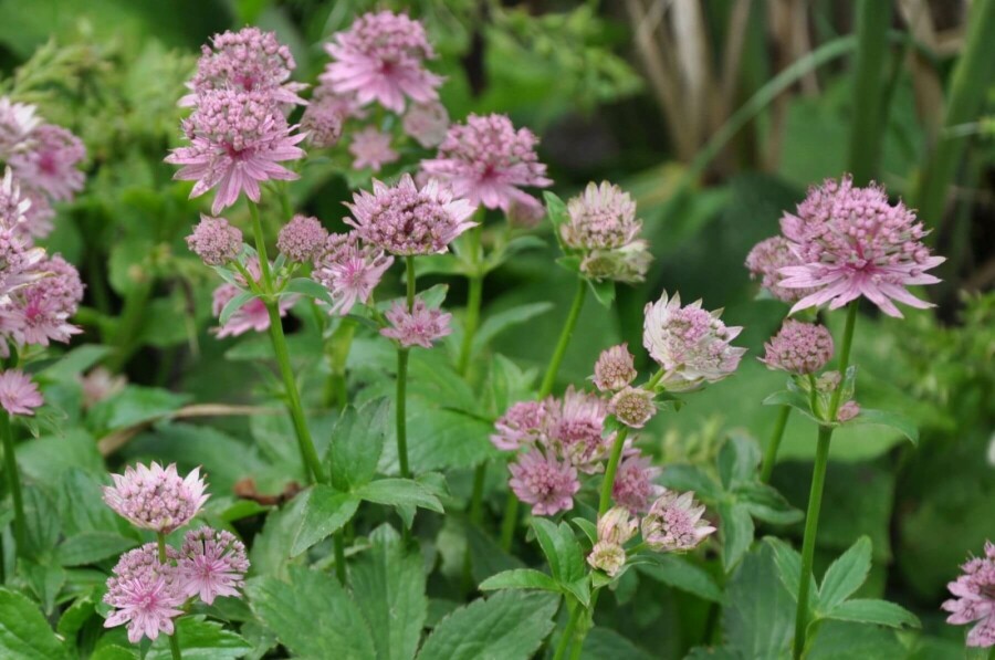 Grande astrance Astrantia major 'Pink Pride' 5-10 Pot 9x9 cm (P9) Astrantia major 'Pink Pride'