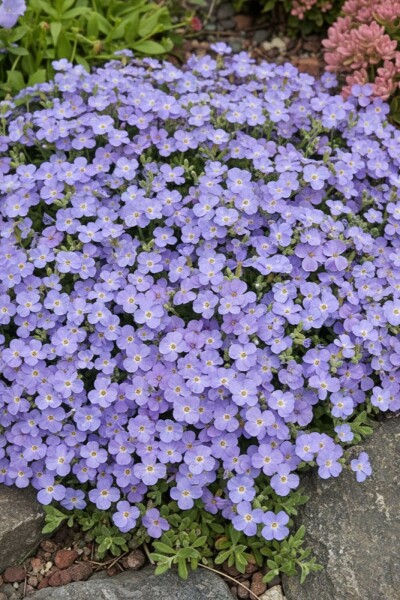 Aubriète Aubrieta 'Cascade Blue' 5-10 Pot 9x9 cm (P9) Aubrieta 'Cascade Blue'